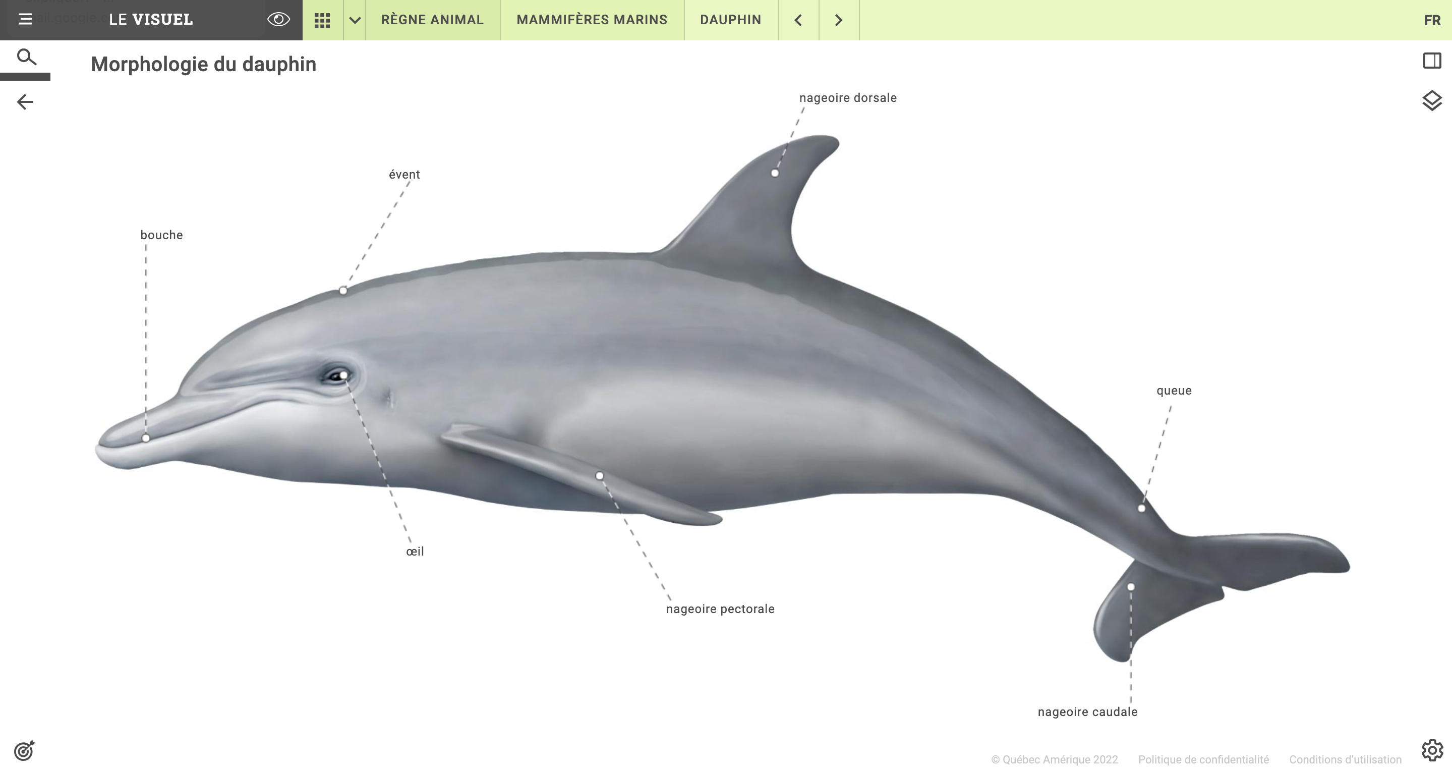 Capture d'écran du Visuel: morphologie du dauphin