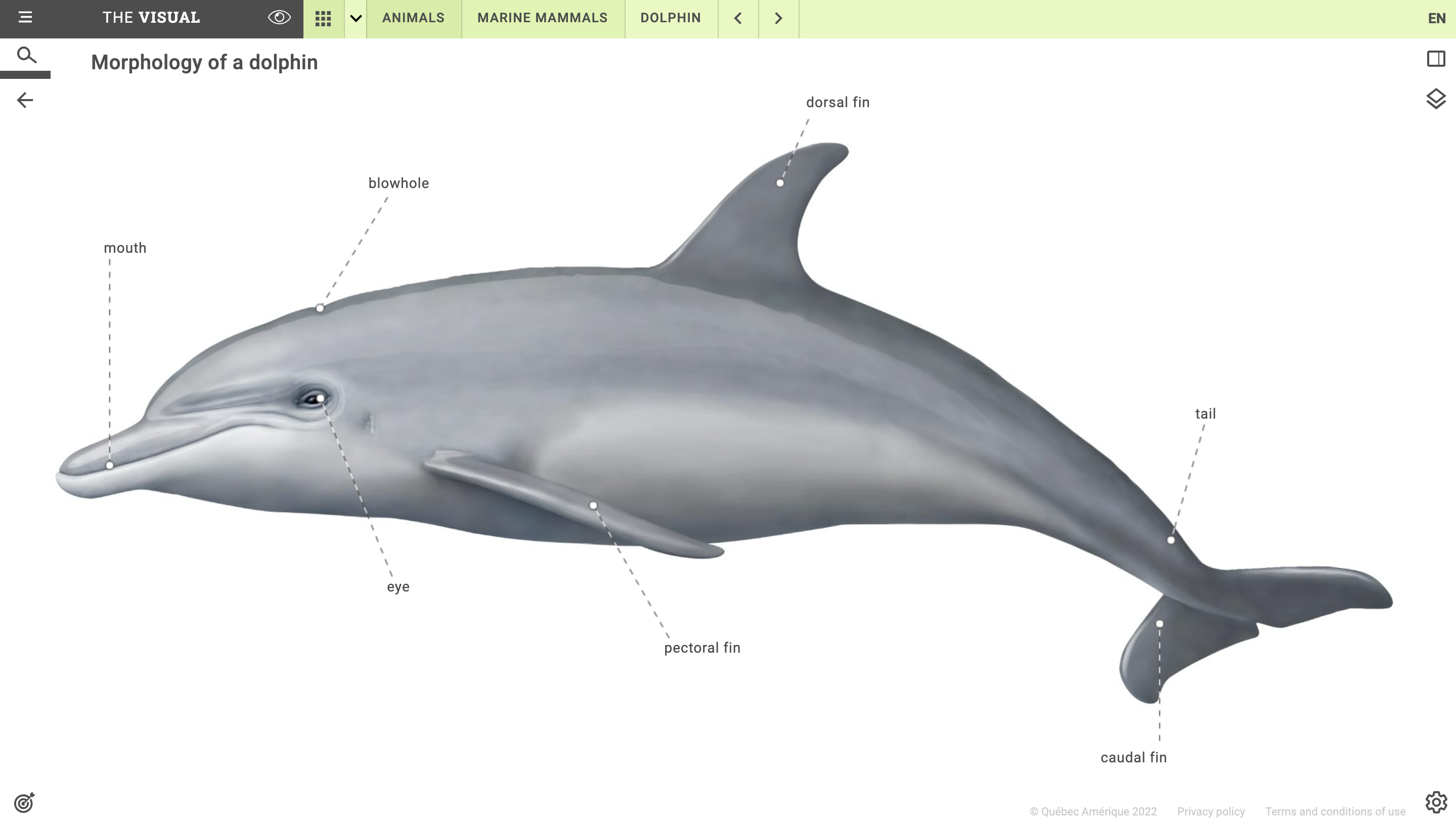 Screenshot of The Visual: morphology of a dolphin.