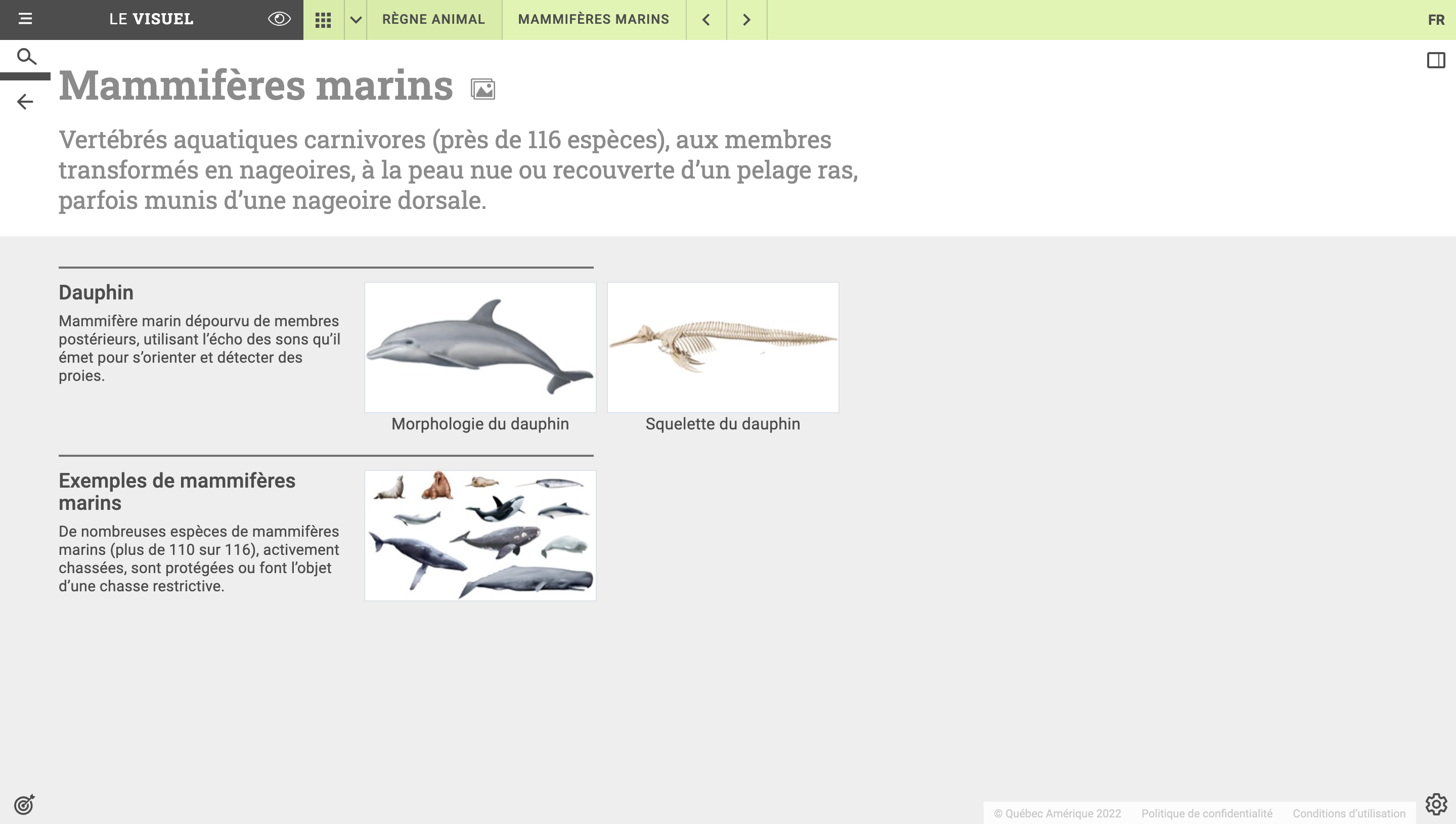 Capture d'écran du Visuel : Mammifères marins