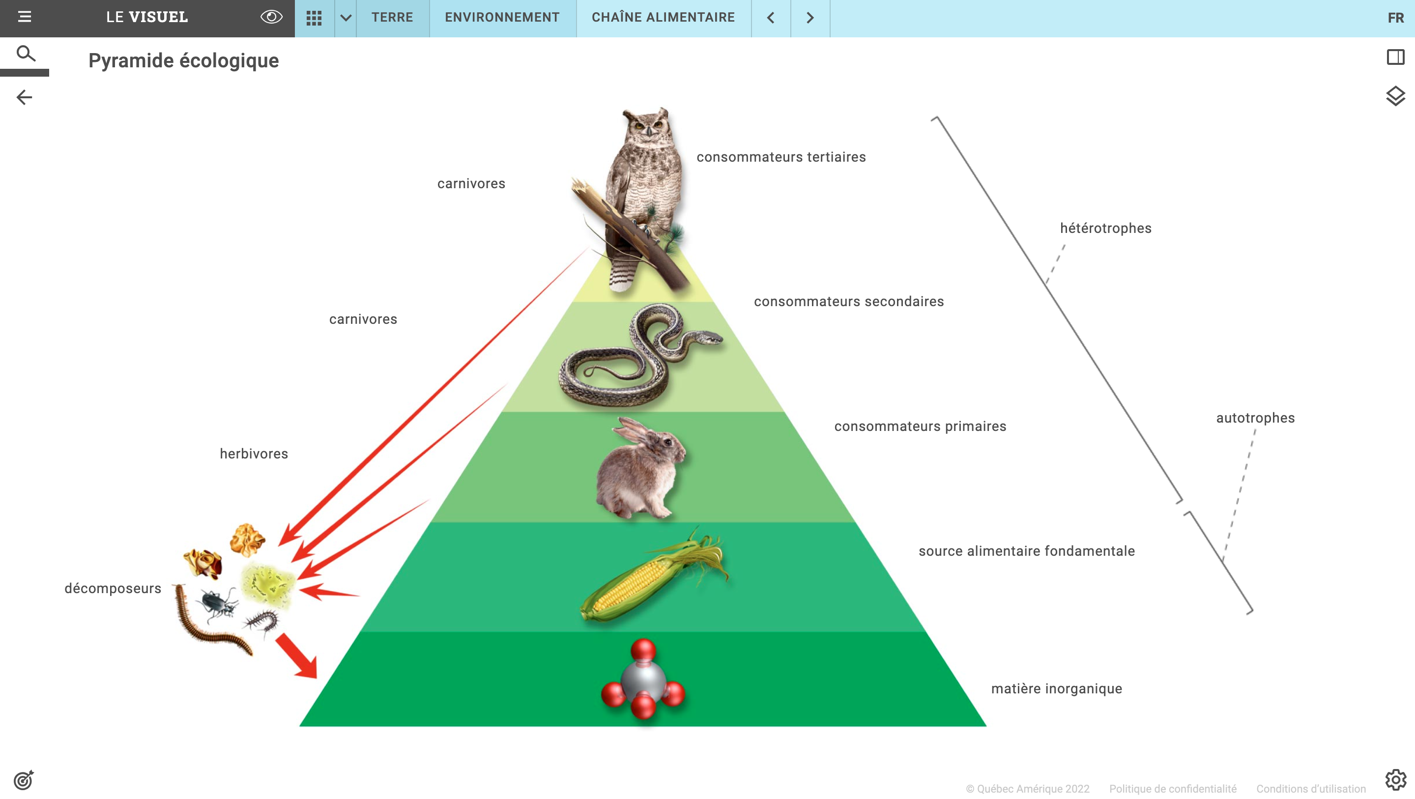 Pyramide de la chaîne alimentaire