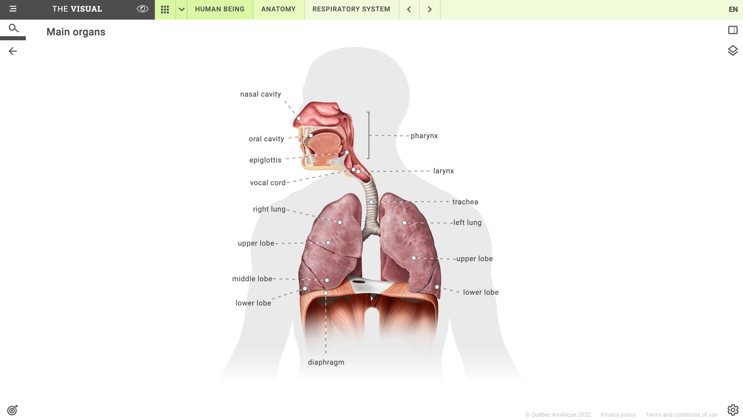 respiratory system