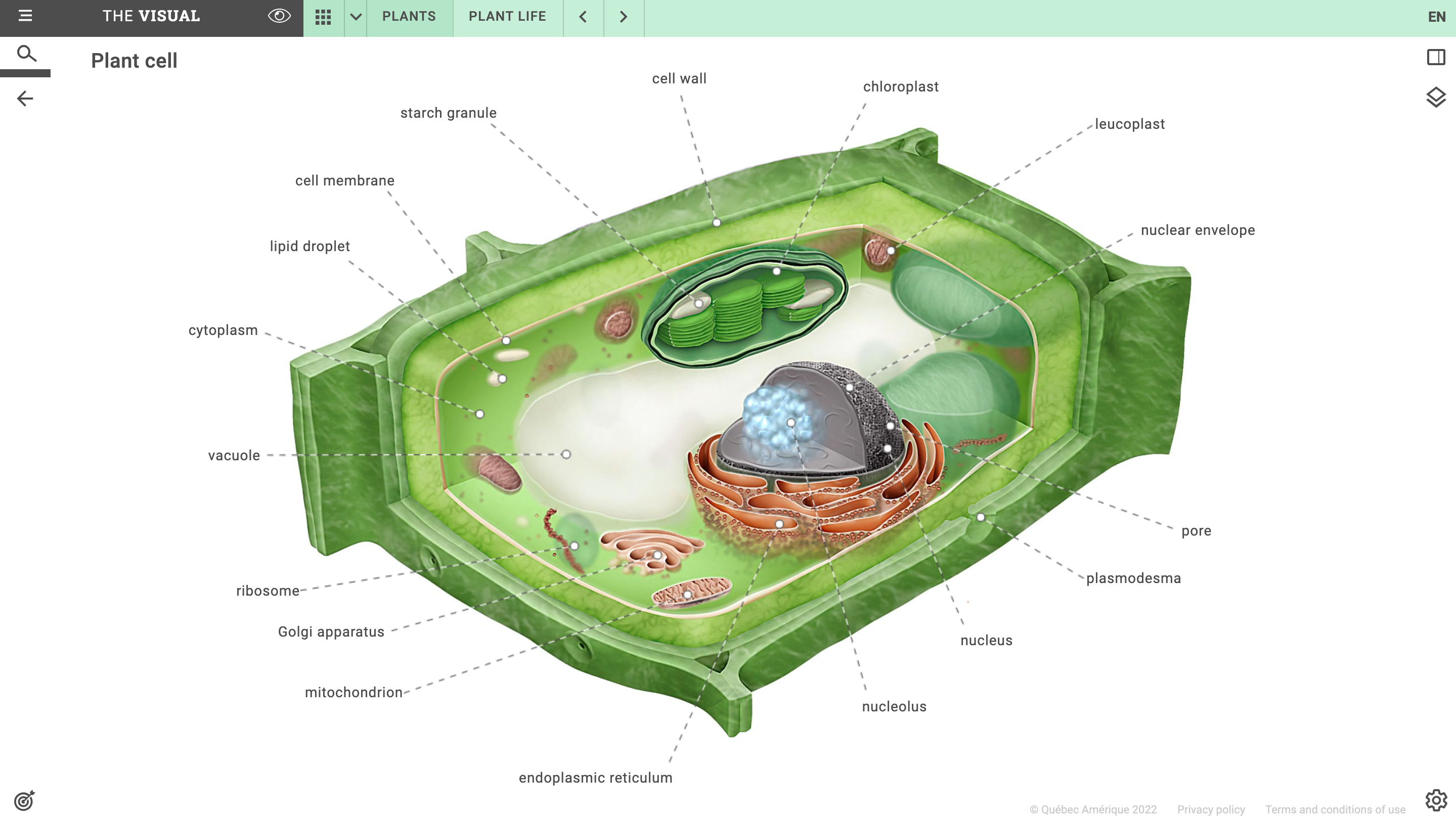 plant cell