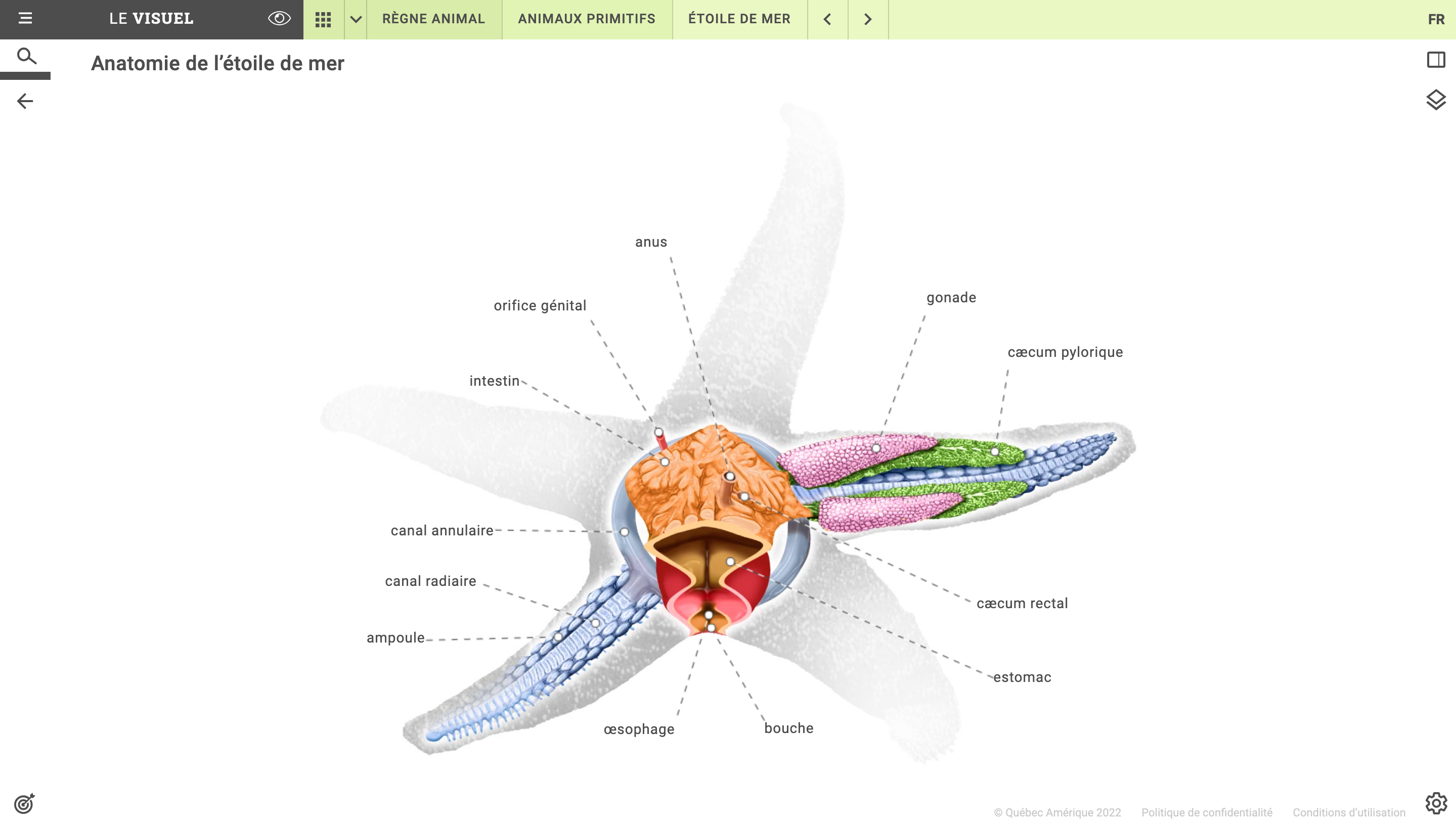 image de l'anatomie de l'étoile de mer